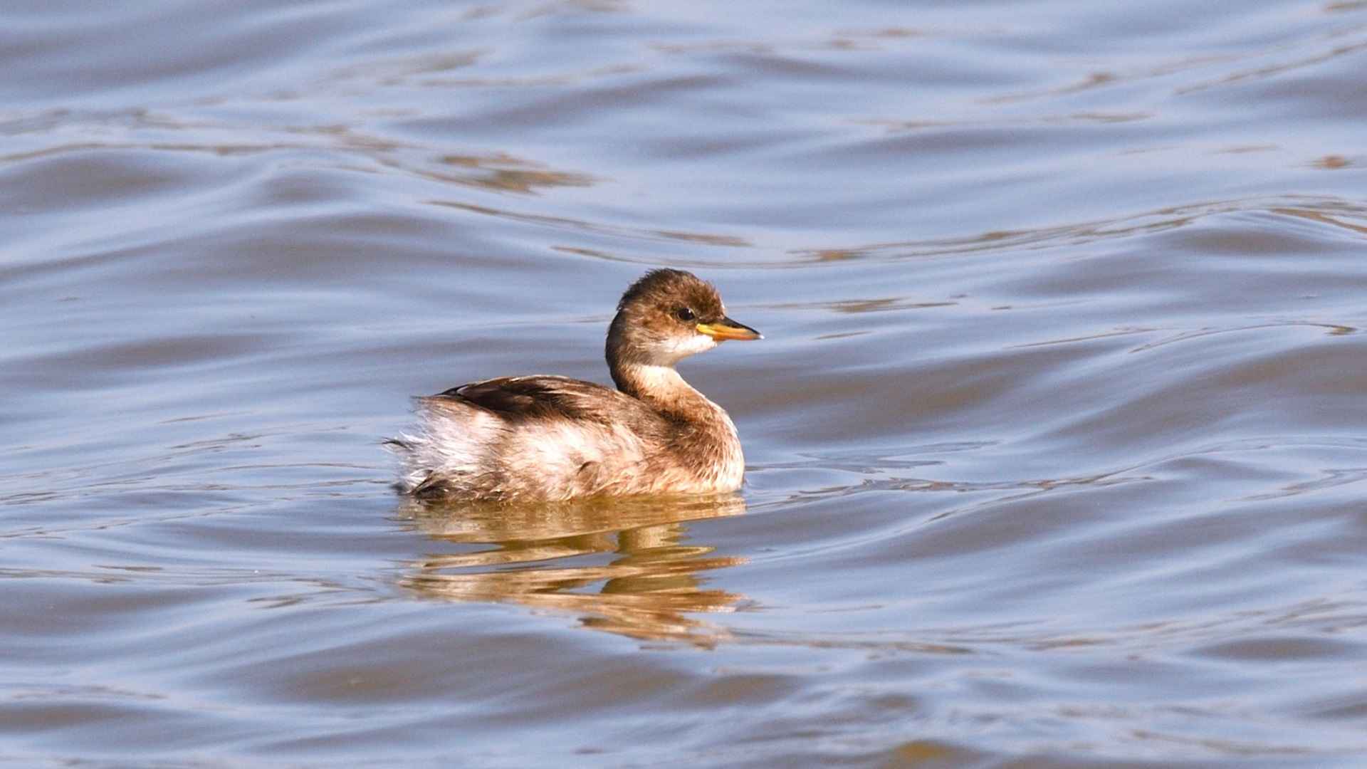 Little Grebe